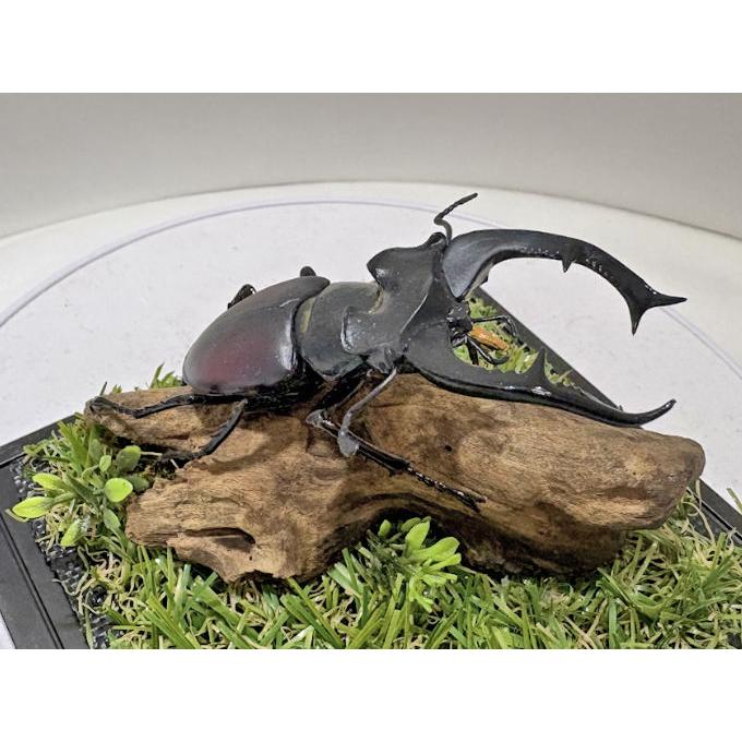 ヨーロッパ ミヤマクワガタ♂76mmレプリカジオラマ標本 : オオクワ