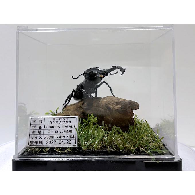 ヨーロッパ ミヤマクワガタ♂76mmレプリカジオラマ標本 : オオクワ