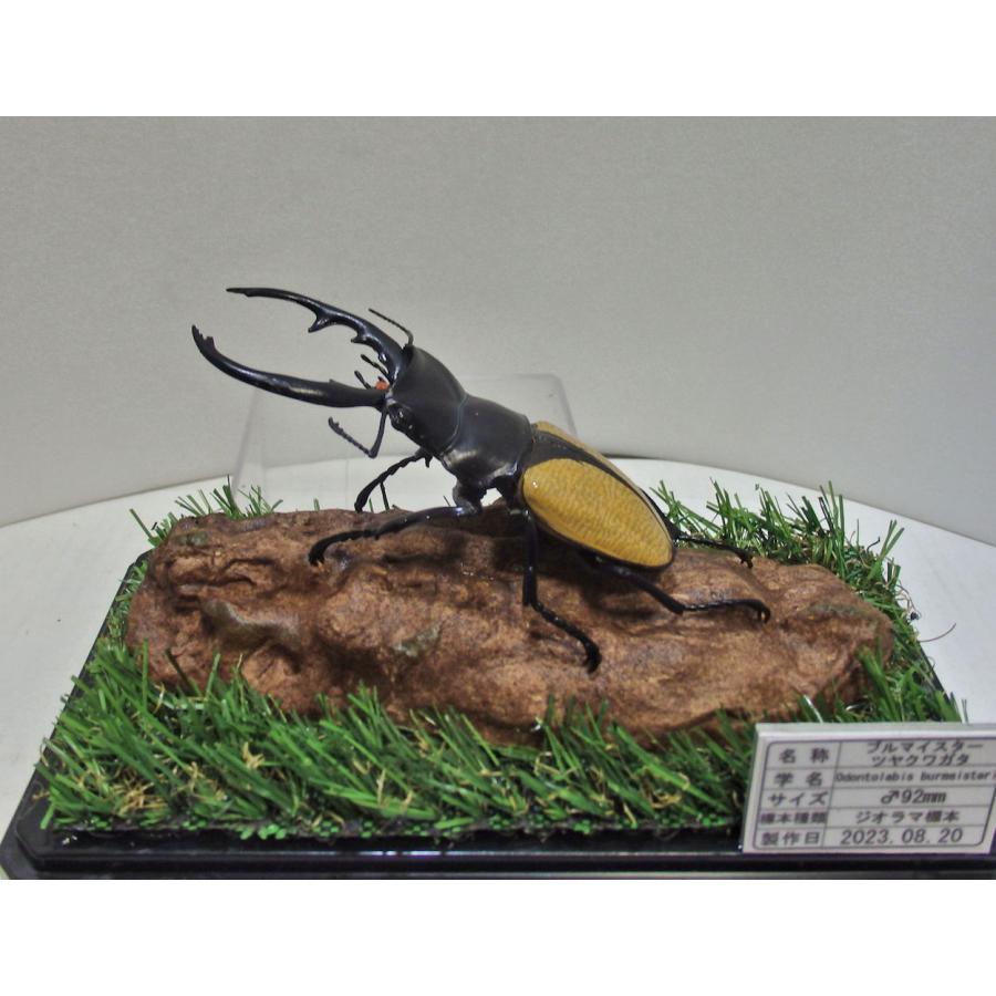 ブルマイスターツヤクワガタ♂92mmレプリカ標本 : オオクワ京都昆虫館