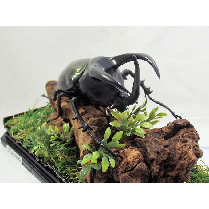 モーレンカンプ オオカブト♂96（レプリカ標本） : オオクワ京都昆虫