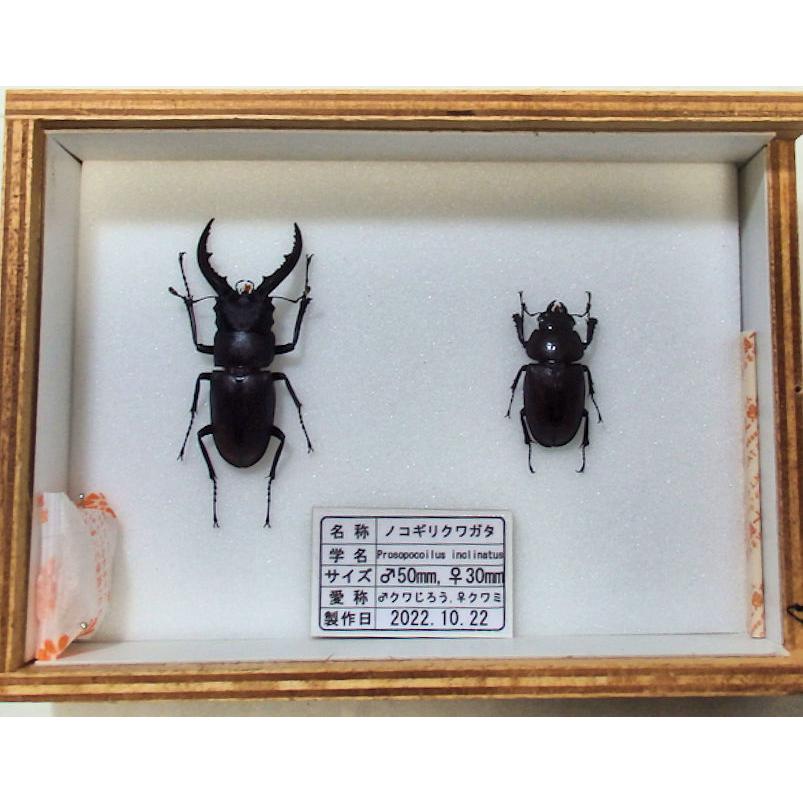 標本製作依頼パターンK : オオクワ京都昆虫館 - 通販 - Yahoo!ショッピング