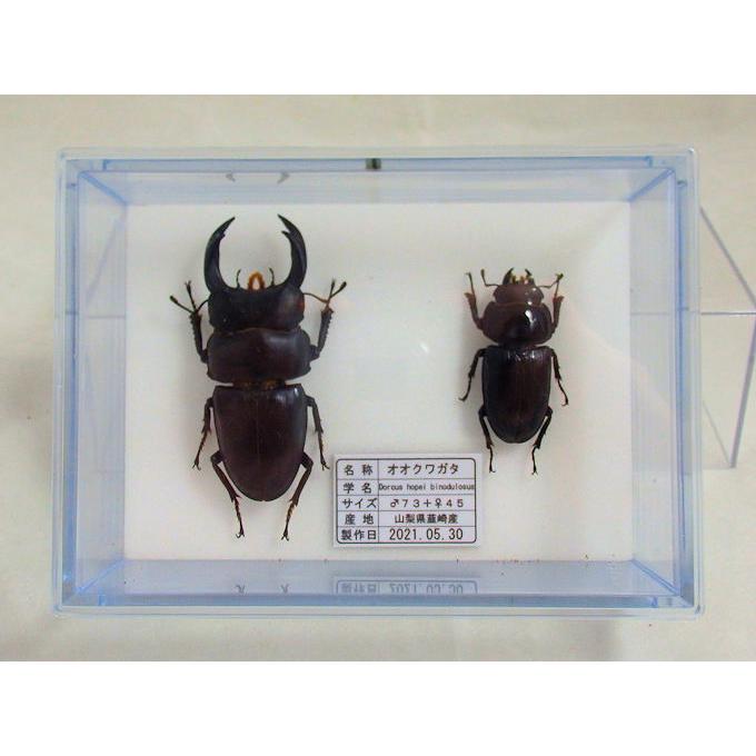 オオクワガタ♂73＋♀45（クワガタ標本） : オオクワ京都昆虫館