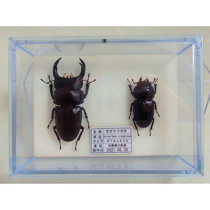 オオクワガタ♂76＋♀46（クワガタ標本） : オオクワ京都昆虫館