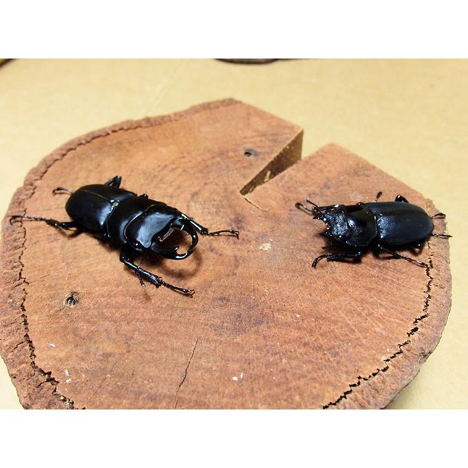 ヒメオオクワガタ♂40mm upペア 天然採取 : オオクワ京都昆虫館