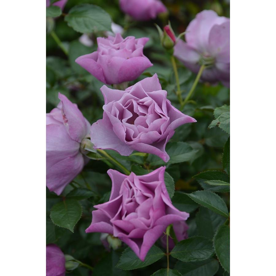 紫の上（バラ苗：ロサ・オリエンティス） 大苗 7号鉢植え 《種苗登録
