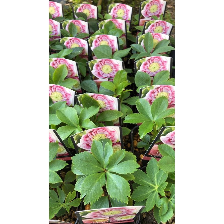 クリスマスローズ ウィンターシンフォニーシリーズ：クレオン交配