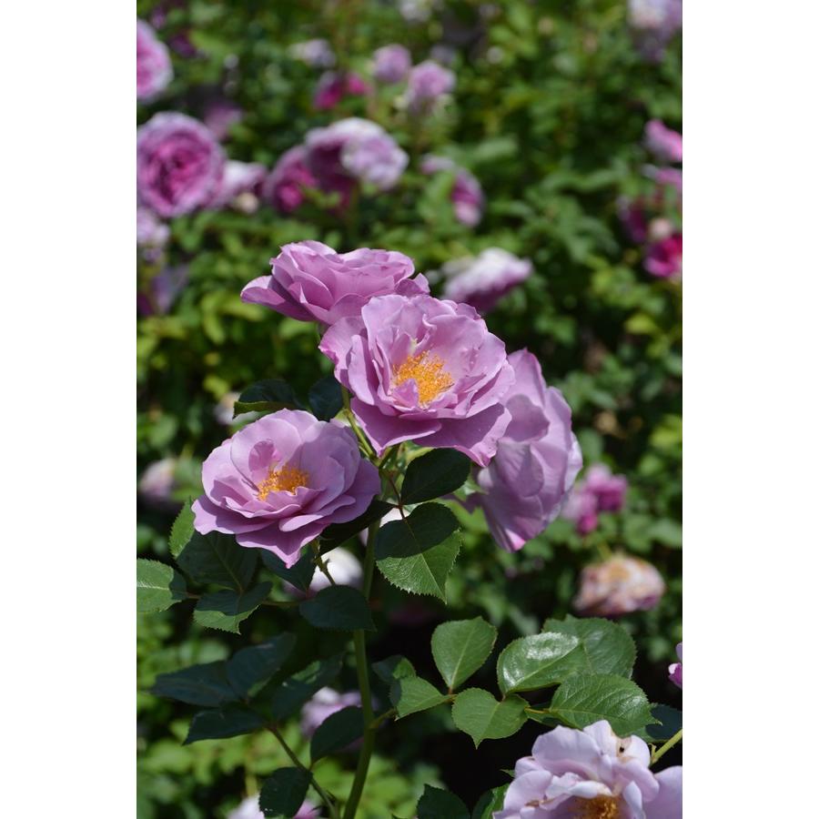 紫の上（バラ苗：ロサ・オリエンティス） 大苗 7号鉢植え 《種苗登録