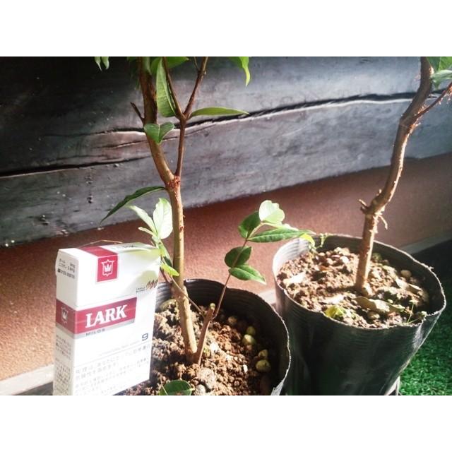 ジャボチカバ苗木 限定販売 : 栽培者直販の熱帯植物専門販売店 - 通販