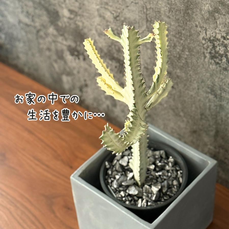 観葉植物 おしゃれ ユーフォルビア ホワイトゴースト 現品 セメント器
