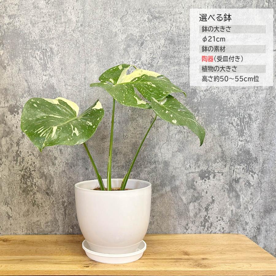 観葉植物 ハートの葉っぱ おしゃれ 大型 本物 モンステラ 斑入り