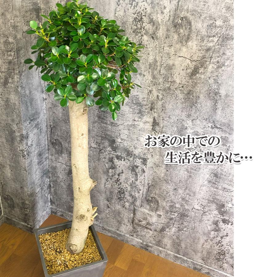 観葉植物 おしゃれ 大型 本物 パンダガジュマル フィカス 10号 現品