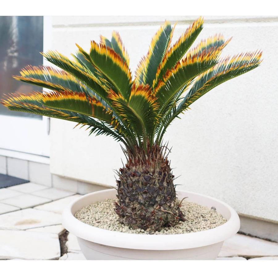 観葉植物 大型 種類 キンカンソテツ 10号 【現品】 金冠 金環 選べる