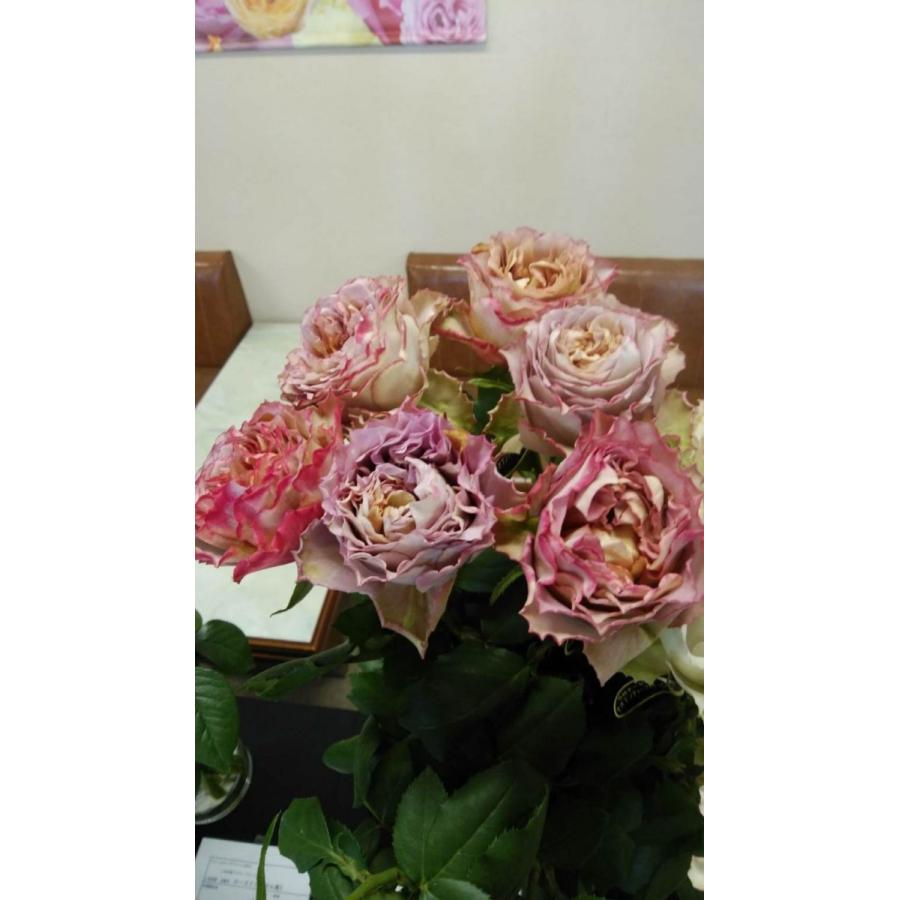 バラ苗 テナシス4号 今井清作出 切り花品種接ぎ木（植え替えず11