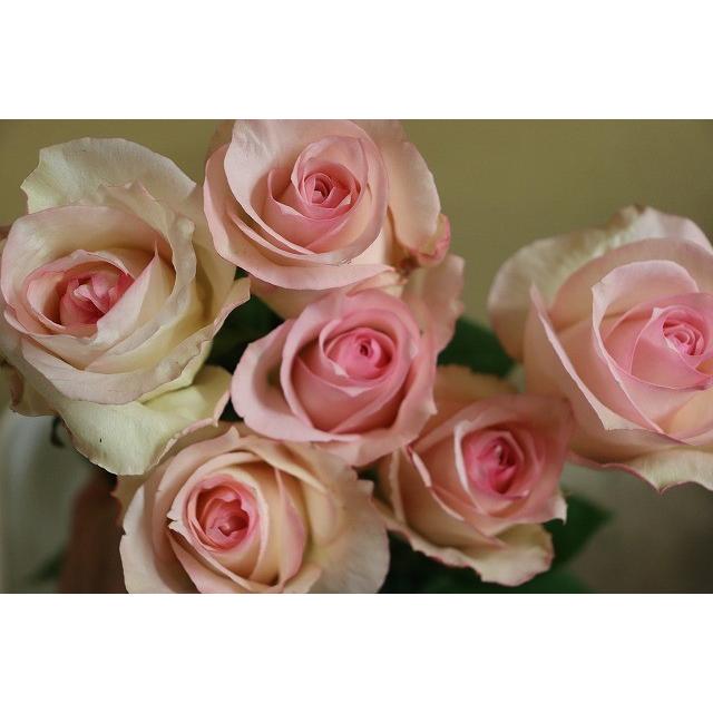 バラ苗 トワスイート4号 今井清作出 切り花品種接ぎ木（植え替えず