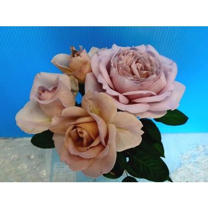 バラ苗 シャリテトワ（kn30-16）4号 今井清作出 切り花品種接ぎ木