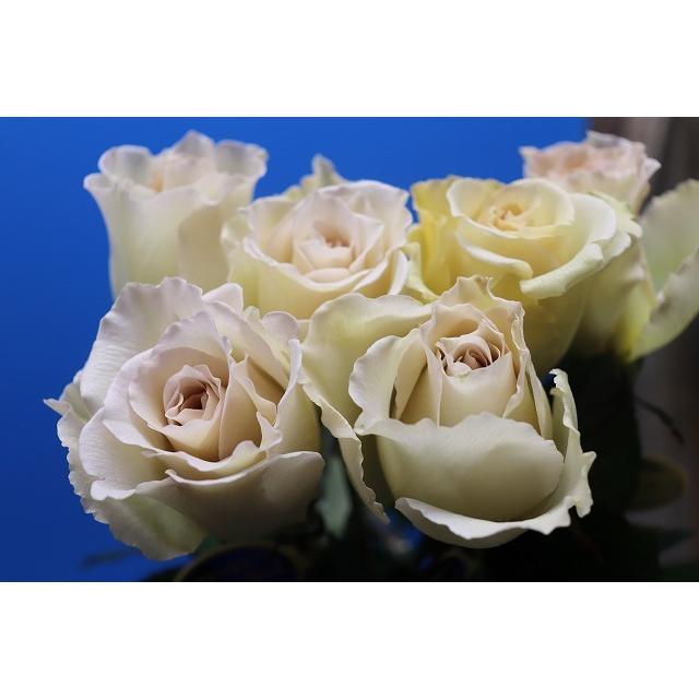 バラ苗 強香 サーシャ4号 今井清作出 切り花品種接ぎ木（植え替えず