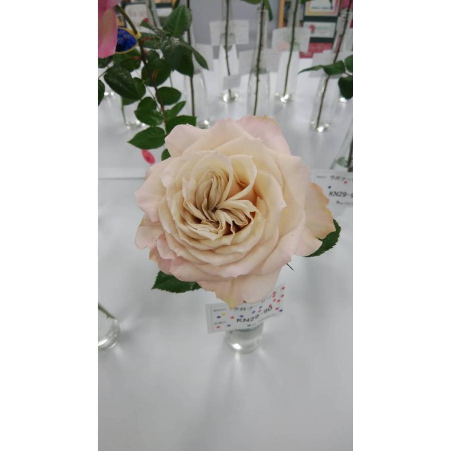 バラ苗 とげ少ない kn29-90 4号 今井清作出 切り花品種接ぎ木