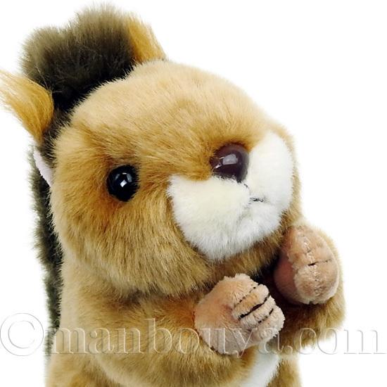 リス ぬいぐるみ 動物 キュート販売 CUTE 日本リス S 17cm : まんぼう