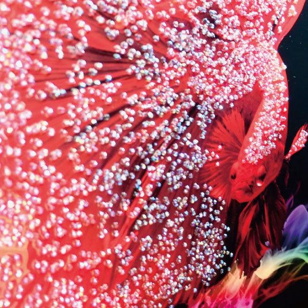 訳あり クリスタル アートパネル 高級感 おしゃれ 絵 ウォールデコ 壁