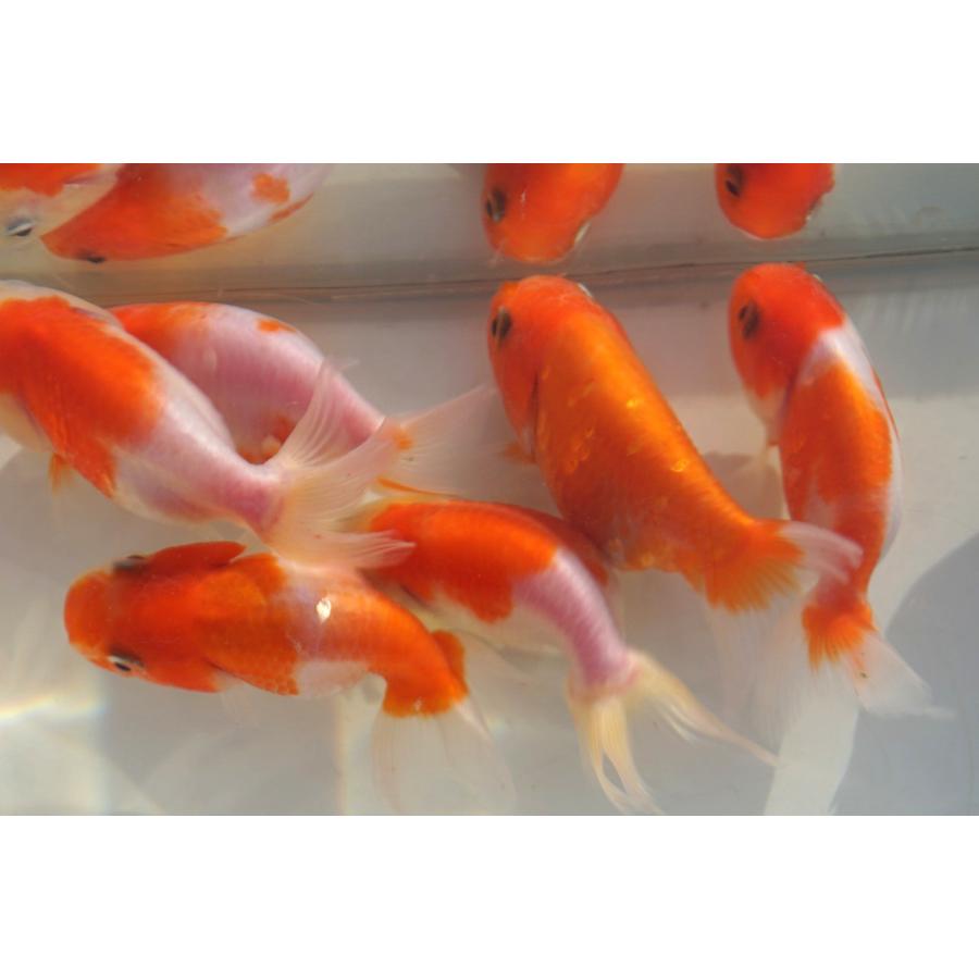 国産金魚 桜錦 サラサ、オレンジ系 2匹セット（全長約6-7cm) 弥富