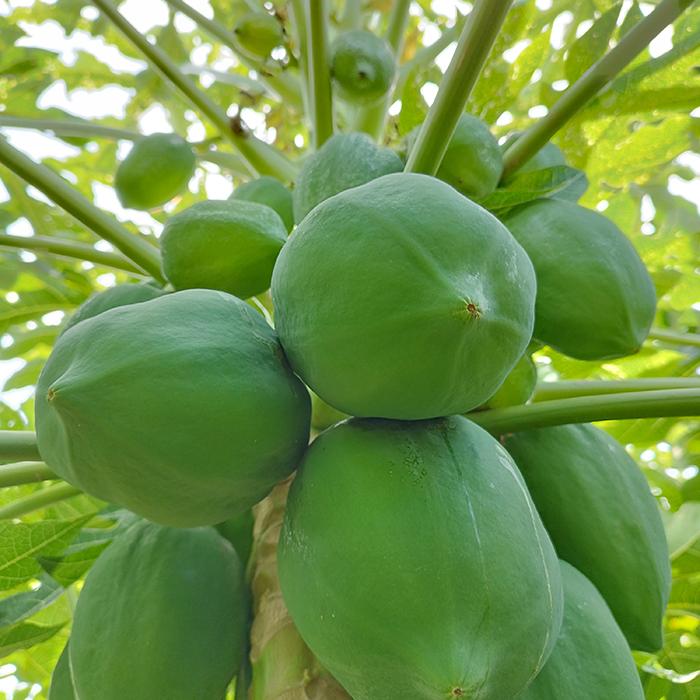 青パパイヤ 約10kg（日付指定不可） 沖縄県産 野菜用 : 沖縄市場たま