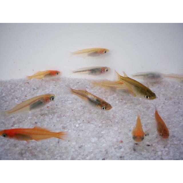 メダカ / 送料無料 めだか色々お楽しみ10匹セット （※沖縄は別途送料