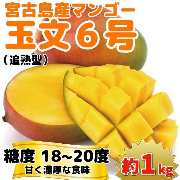 マンゴー苗 【玉文6号】 接木苗 2年生 21cmポット 熱帯果樹苗 : 宮古