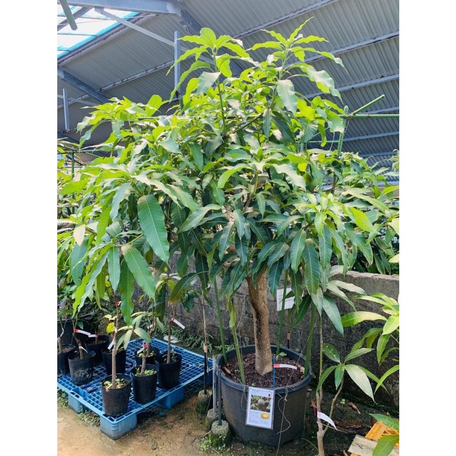 マンゴー苗 【玉文6号】 接木苗 2年生 21cmポット 熱帯果樹苗 : 宮古