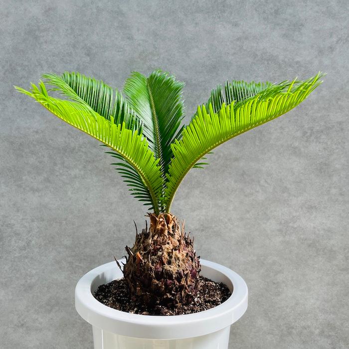 観葉植物 ソテツ 蘇鉄 8号鉢苗 大型種類 庭木 風水 地植え おしゃれな