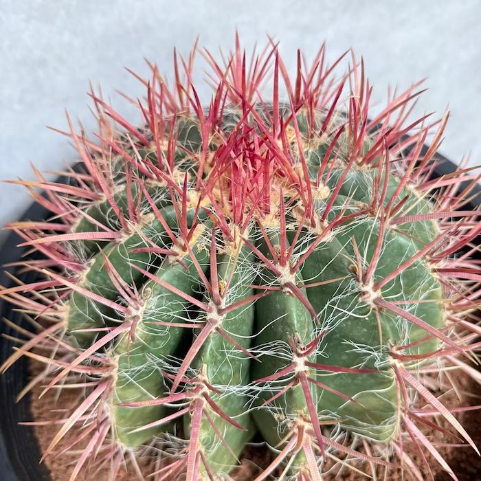 サボテン赤鳳 12号鉢 大型 特大サイズ フェロカクタススタイネシー