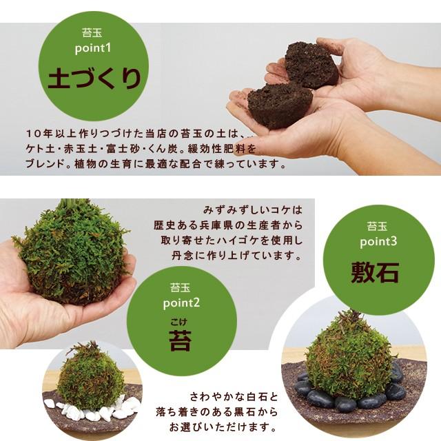 苔玉 盆栽 小さな苔玉 3兄弟 アイビー 3つ 器セット こけだま