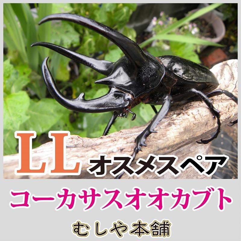 コーカサスオオカブトムシ成虫オス 特大LLサイズ 外国産カブトムシ