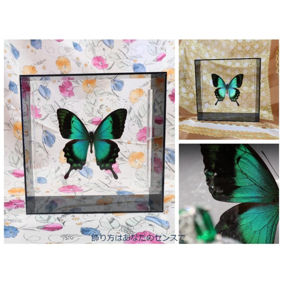 蝶の標本 ヘリボシアオネアゲハ P.lorquinianus ブラックフレーム