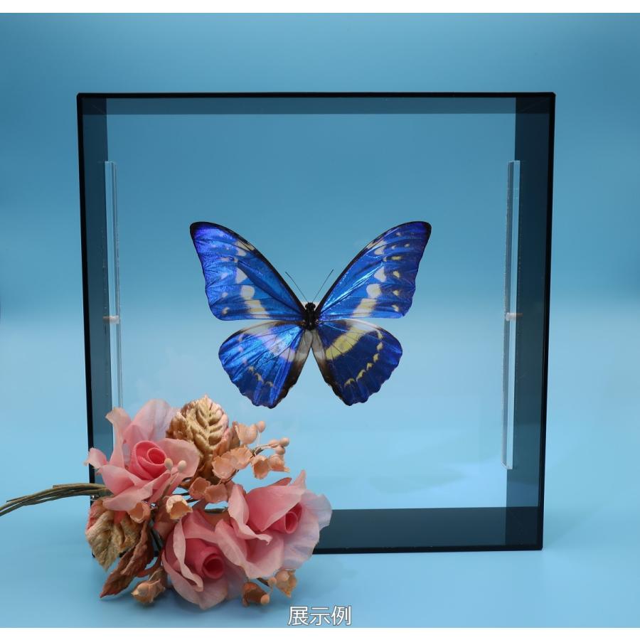 蝶の標本 キプリスモルフォ M.cypris ブラックフレーム チョウ