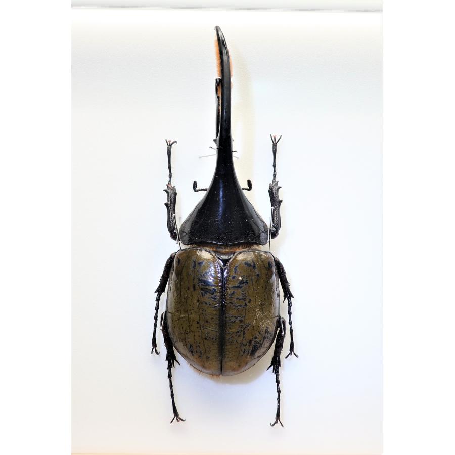 昆虫の標本 ヘラクレスオオカブト D.hercres ライトフレーム