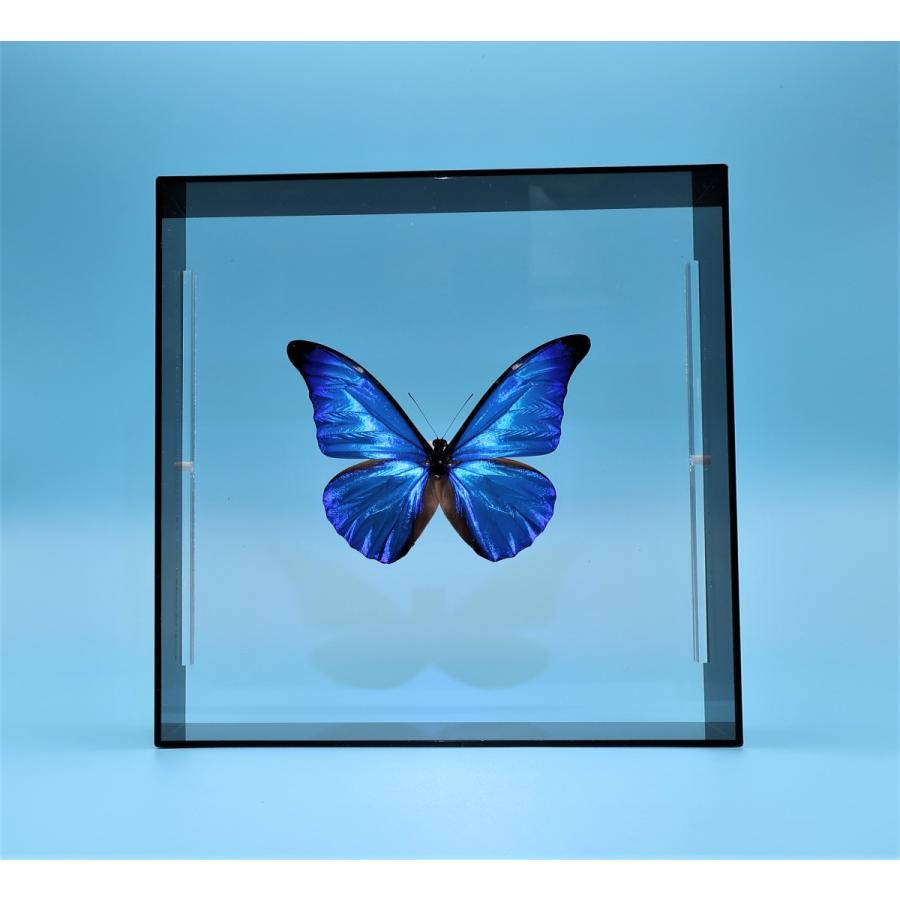 蝶の標本 レテノールモルフォ M.rhetenor ブラックフレーム チョウ