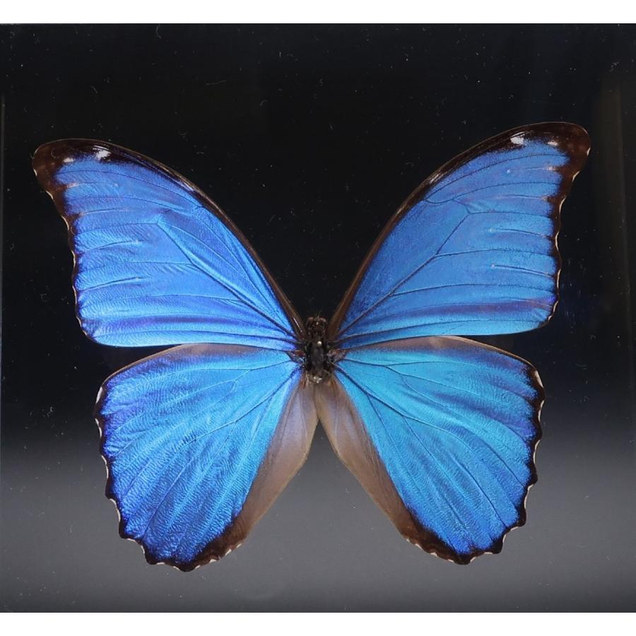 蝶の標本 ディディウスモルフォ M.didius ライトフレーム チョウ