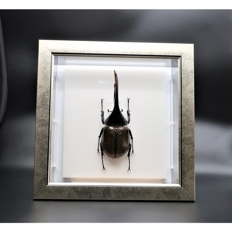 昆虫の標本 ヘラクレスオオカブト D.hercres ライトフレーム