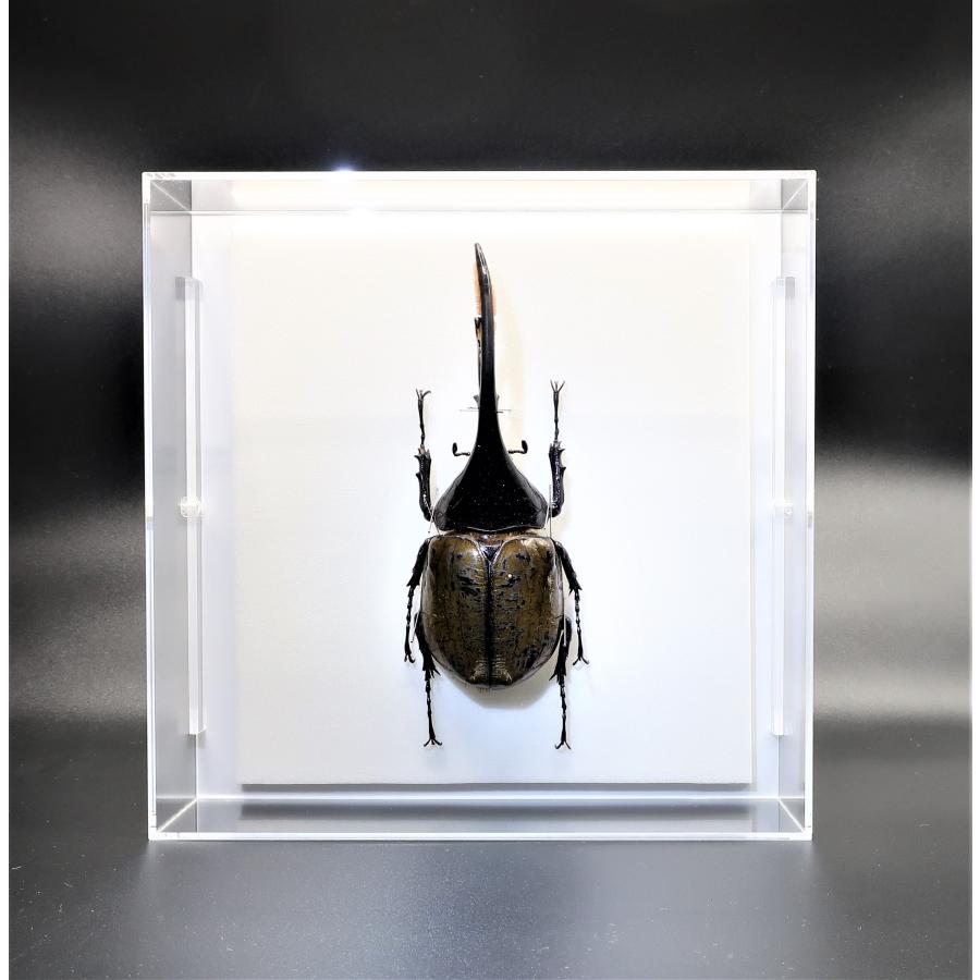 昆虫の標本 ヘラクレスオオカブト D.hercres アクリルフレーム