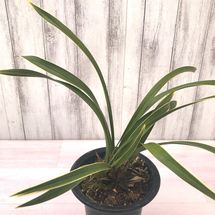 花芽付き】キンリョウヘン 金稜辺 日月 ジツゲツ 斑入り 4号鉢 苗