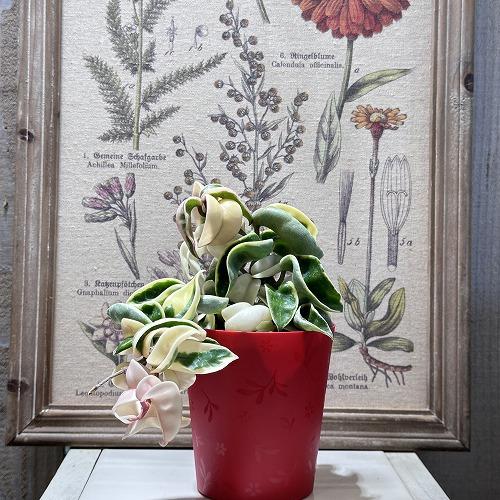 観葉植物 ホヤ(サクララン) コンパクタ 斑入り 3.5号(おまかせ1鉢