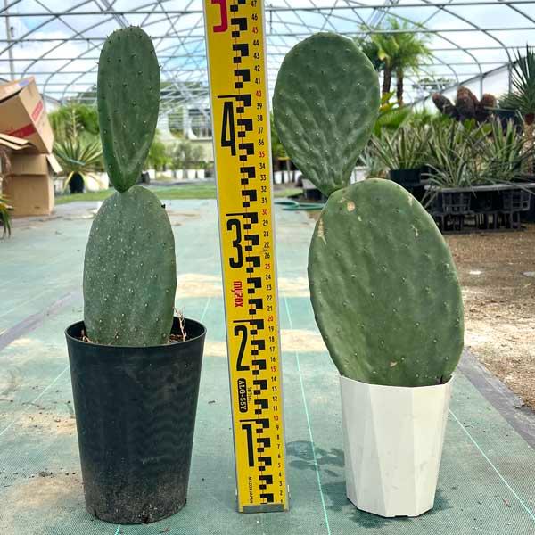 ウチワサボテン サボテン ドライガーデン : LeaMalapua - 通販 - Yahoo