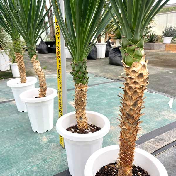 アロイフォリア ユッカ・アロイフォリア 観葉植物 お祝 新築祝い 開店