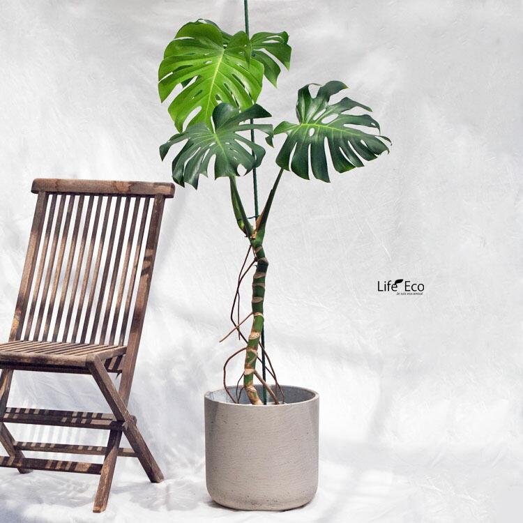 観葉植物 大型 モンステラ・デリシオーサ（根上がり仕立て） / 7寸・約
