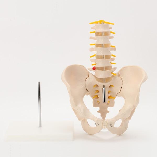 人体模型 骨格模型 7ウェルネ 骨盤 腰椎 模型 実物大 間接模型 骨格
