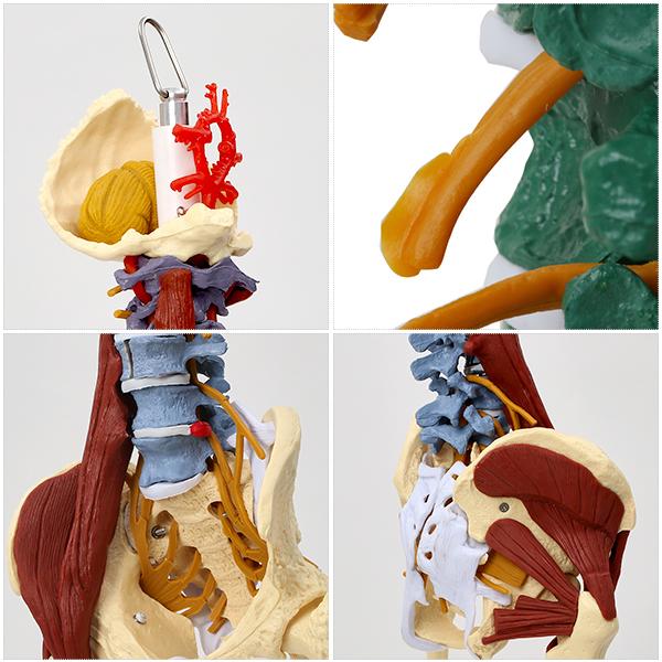 7ウェルネ 脊椎模型 人体模型 ( 主要筋 靭帯 神経 血管 付 ) 実物大