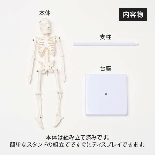 全身骨格模型 高さ22cm 人体模型 スタンド付き 骨格模型 7ウェルネ