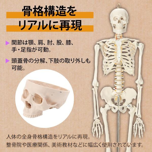 人体模型 骨格模型 キャスター付き 170cm 7ウェルネ 全身 等身大 模型