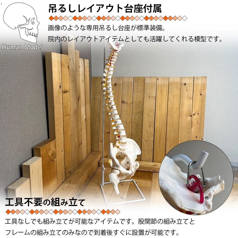 人体模型 骨 等身大 脊椎 模型 実物大 90センチ 脊髄骨盤模型 股関節