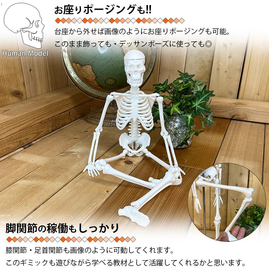 人体模型 人体骨格模型 骨格標本 45cm 1/4 モデル ホワイト 台座 可動
